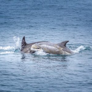 Excursión a Gibraltar y avistamiento de Delfines en Barco desde Malaga