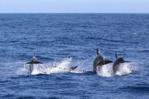 delfines en el estrecho de gibraltar