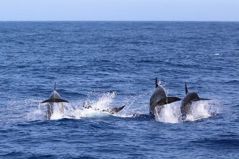 Wale und Delfine in der Straße von Gibraltar 5 delfine in der meerenge von gibraltar