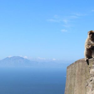 Mono en Gibraltar