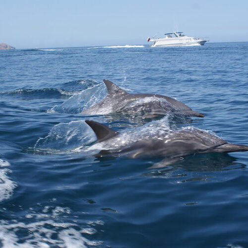 delfines