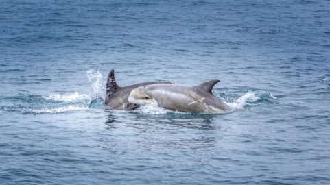 baby-dolphin-su-madre-oceano-pacifico_333098-181