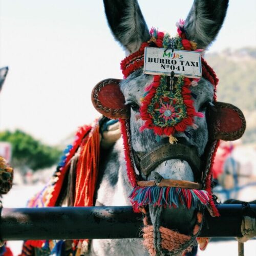Burro taxi de Mijas