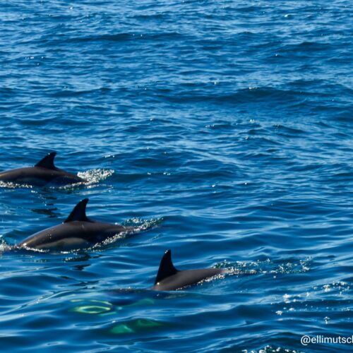 Delfines gibraltar