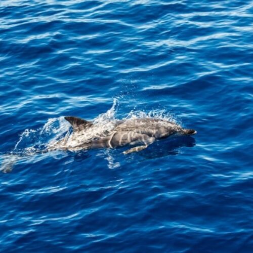 delfines-rayados-atlantico-cerca-isla-azores-delfines-olas-mar_231208-6703