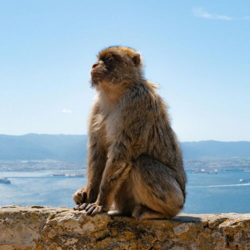 monos en gibraltar