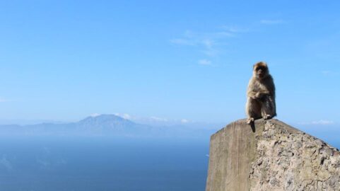 Mono en Gibraltar